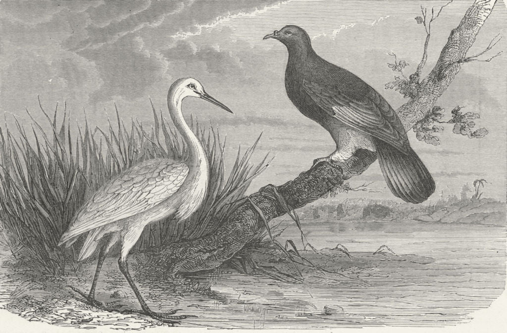 NEW CALEDONIA. Caledonian Heron & Notu Pigeon 1880 old antique print picture